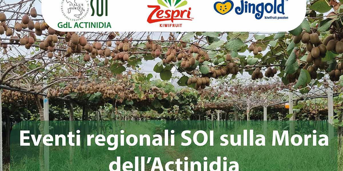 Atteso in Veneto il secondo appuntamento SOI sulla moria dell'actinidia